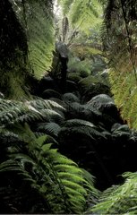 Tree fern in the National park Otway Victoria Australia