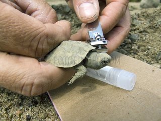 Biologist marking the carapace of young Wood turtle