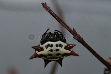 Spinybacked orbweaver suspended by its thread Florida USA
