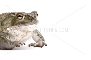 Colorado Toad on white background