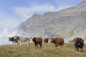 Herd of Cows in the mountains in Switzerland