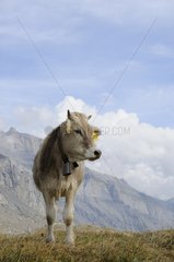 Cow in the mountains in Switzerland