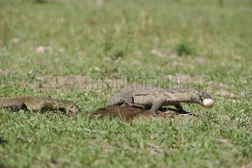 Nile monitor lizards digging eggs Cocodile Kenya