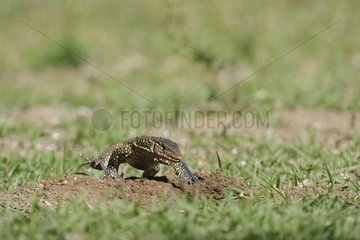 Nile monitor lizard digging eggs Cocodile Kenya