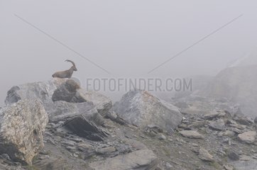 Alpine Ibex in the mist at the end of summer