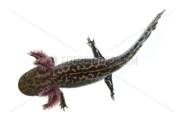 Anderson's Neotenic Salamander on white background