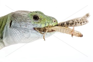 North African Ocellated Lizard on white background