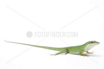 Green Anole on white background