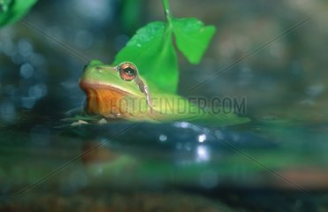 Mediterranean Tree Frog in water