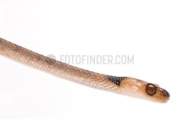 Portrait of Banded Tree Snake on white background