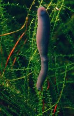 Freshwater leech
