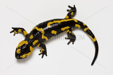 Spekled Salamander on white background