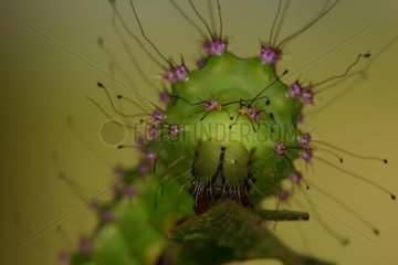 Giant Peacock Moth caterpillar eating a leaf Sieuras