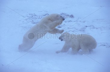 Polar bears fighting in tundra Churchill Canada