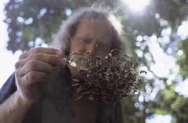 Entomologist sorting out insects collected in forest Panama