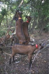 Goats eating in undergrowth France