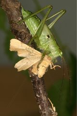 Great green bush Cricket eating a butterfly Sieuras France