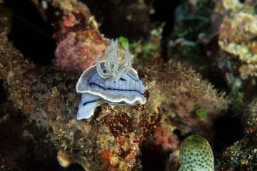 Nudibranch Manado Celebes Sea Indonesien