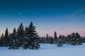 View of dawn over the coniferous trees Swiss Jura mountains