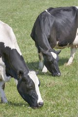 Two Prim'Holstein Cows grazing France