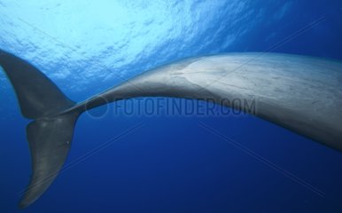 Detail of genital folds Bottlenose Dolphin Tuamotu Polynesia