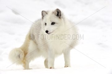 Arctic fox in the snow in January