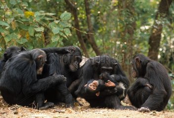 Eastern Common Chimpanzee Pflege Gombe NP Tansania