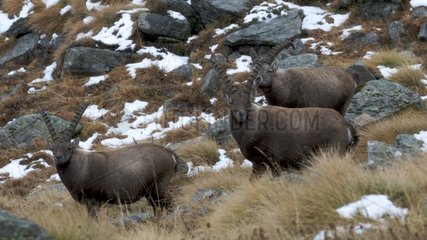 Alpine Ibex males during the rutting season in the Alps