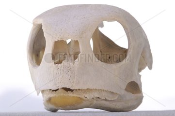 Crâne de Tortue verte Nouvelle-Calédonie