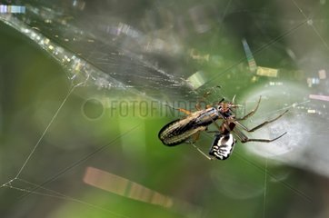 Spinnen erfasst ein Insekt in seinem Netz im Frühjahr Frankreich