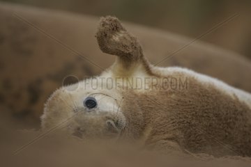 Gray Seal pup on the beach in Scotland