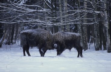 Young males Bisons of Europe playing under Poland snow