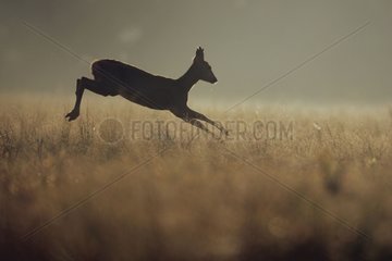 Roe deer jumping in open country at dawn