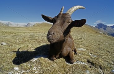 Goat in mountain pasture fall PN Mercantour