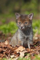 Young Red fox sitting in a clearing spring Great Britain