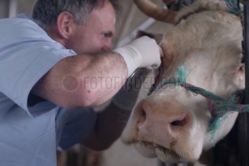 Tierarzt  der ein Auge von Cow MontbÃ©liarde betreibt