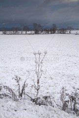 Field under snow in the countryside of Auvergne in winter