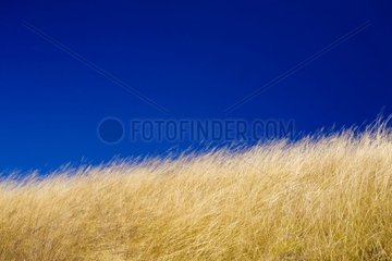 Grass on a fallow in Bulgaria