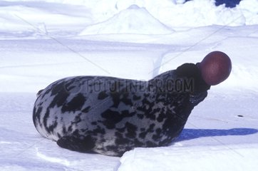 Male Hooded Seal in posture of intimidation