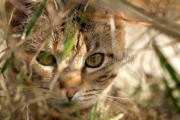 Portrait of a cat hiding in grass