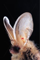 Portrait of Brown big-eared Bat France