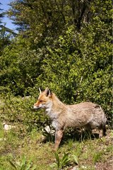 Red Fox NRP von Lubéron Frankreich