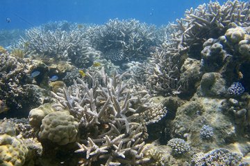 Landschaft der Korallenriffe Mayotte