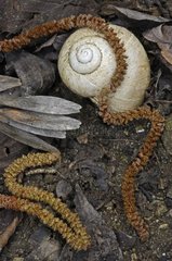 Snail shell on the ground Drôme France