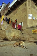 Frau und Hund auf Ghats neben dem Ganges Indien