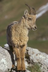 Junger Ibex aus den Alpen Frankreich