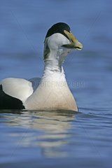 Male Common eider swimming United-Kingdom