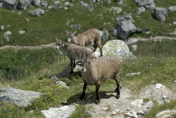 Female Ibex with two youngs Vanoise France