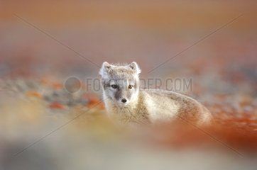 Young Arctic fox in the tundra Nunavut Canada