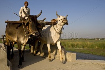 Cart driven by Zebus Uttar Pradesh India